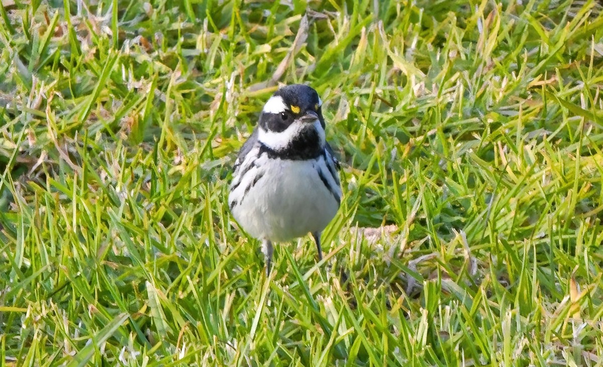 Black-throated Gray Warbler - ML506256221