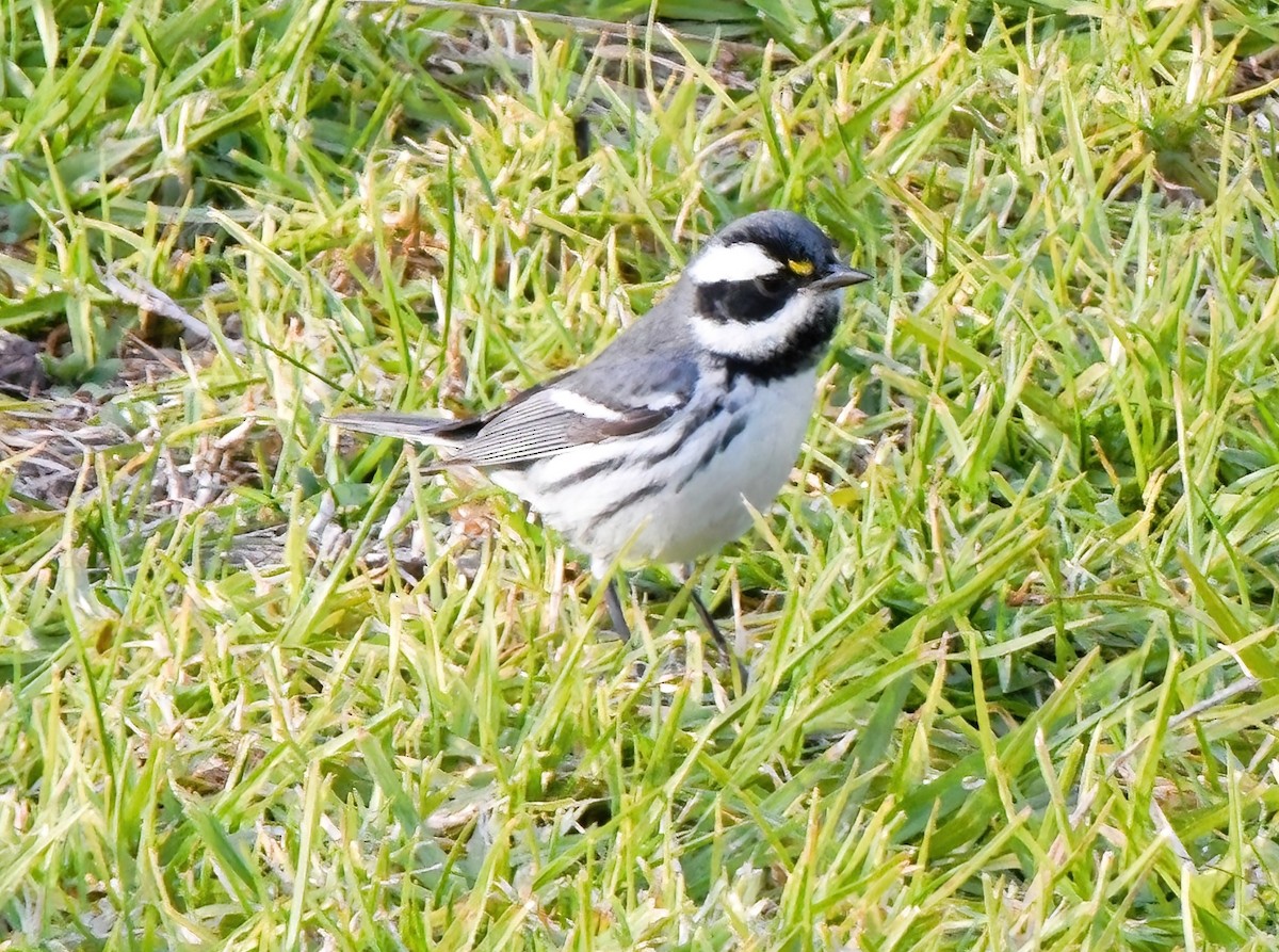 Black-throated Gray Warbler - ML506256241