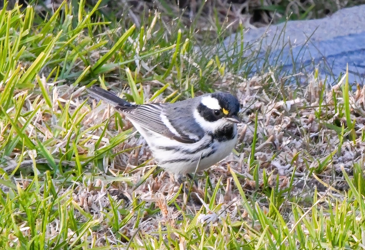 Black-throated Gray Warbler - ML506256291