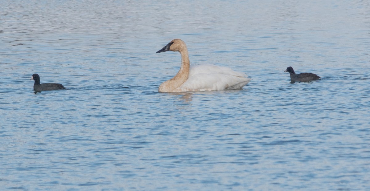 Trumpeter Swan - Gale VerHague