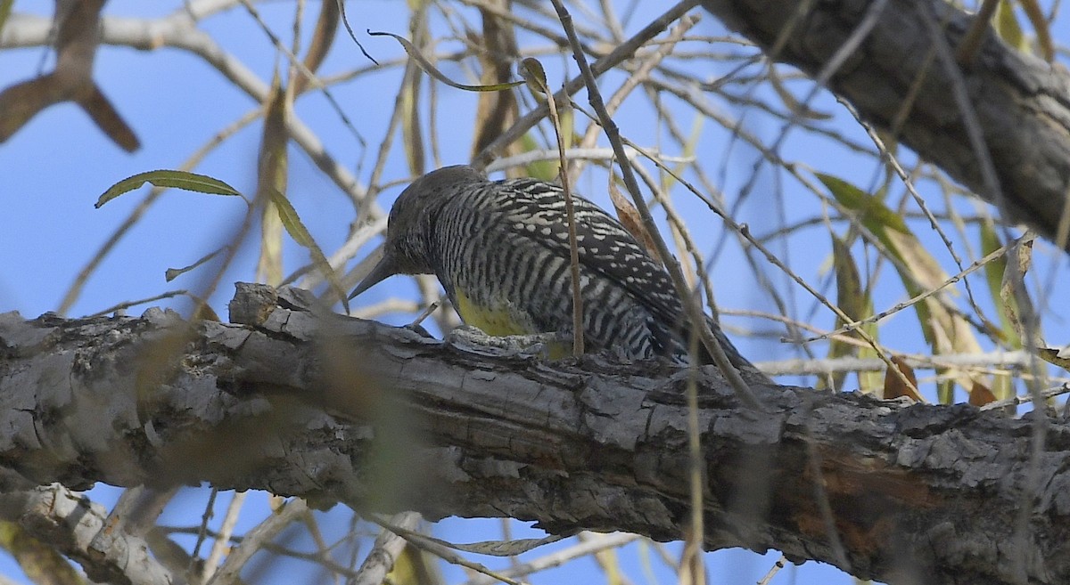 Williamson's Sapsucker - ML506257611