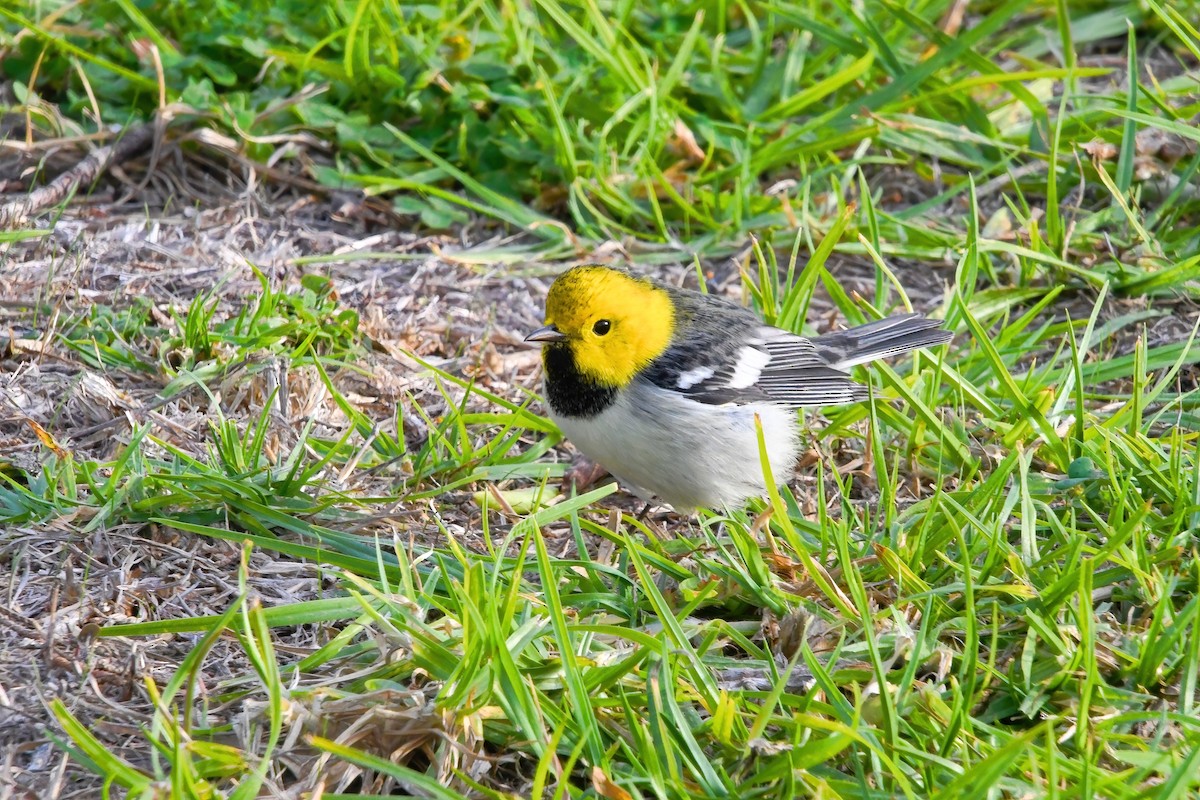 Paruline à tête jaune - ML506258651