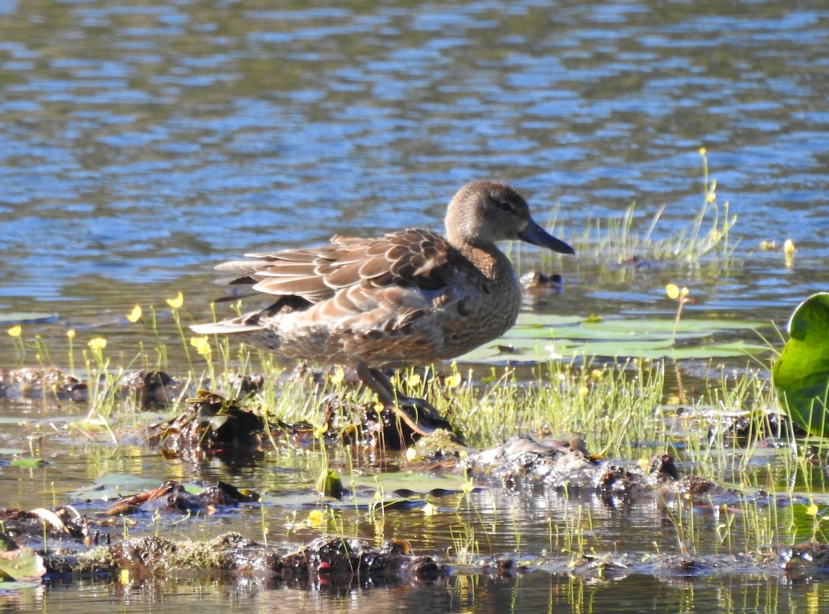 Blue-winged Teal - ML506259301