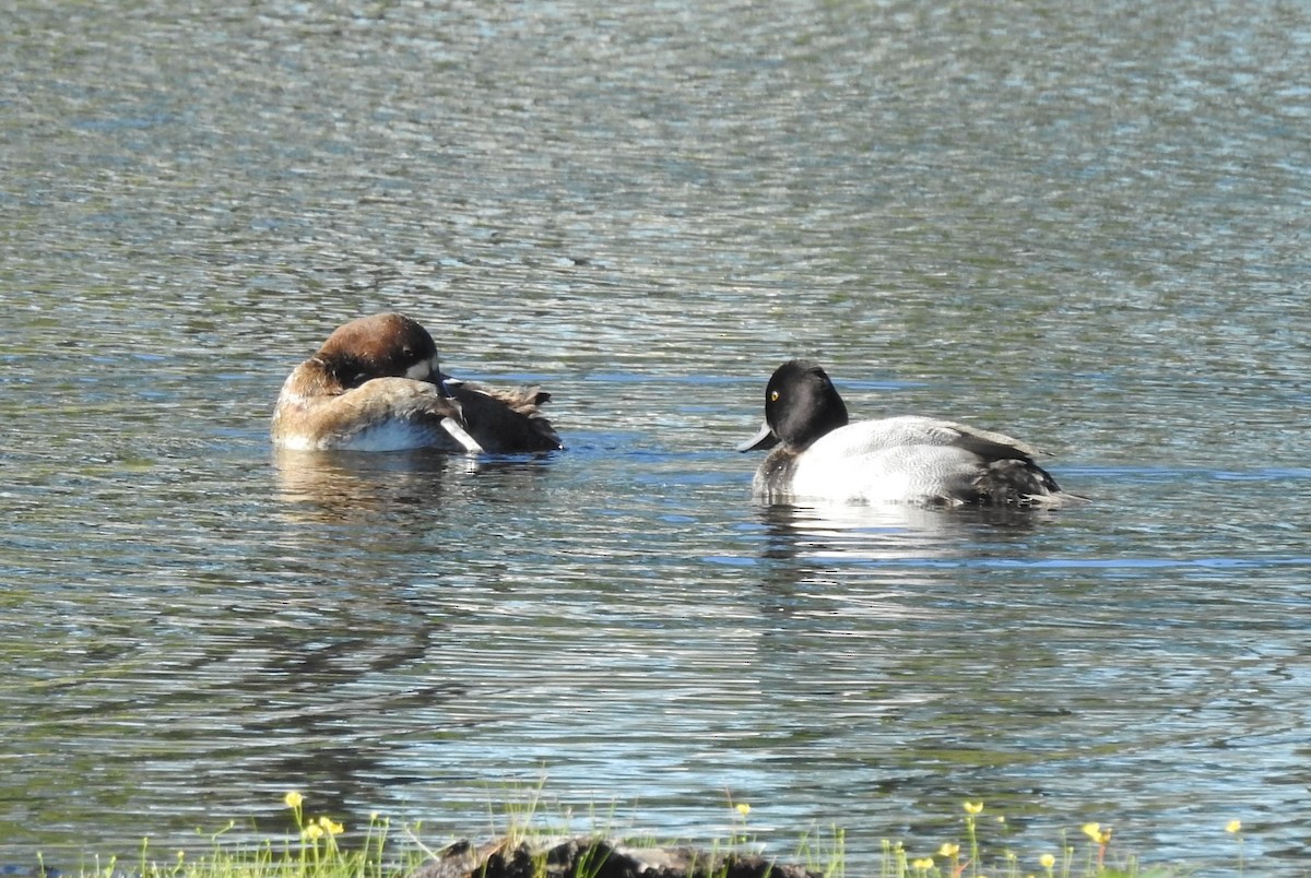 Lesser Scaup - ML506259541