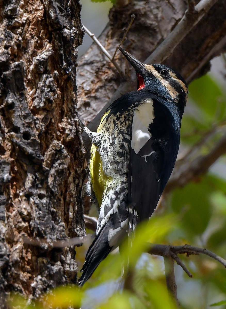 Williamson's Sapsucker - ML506260601