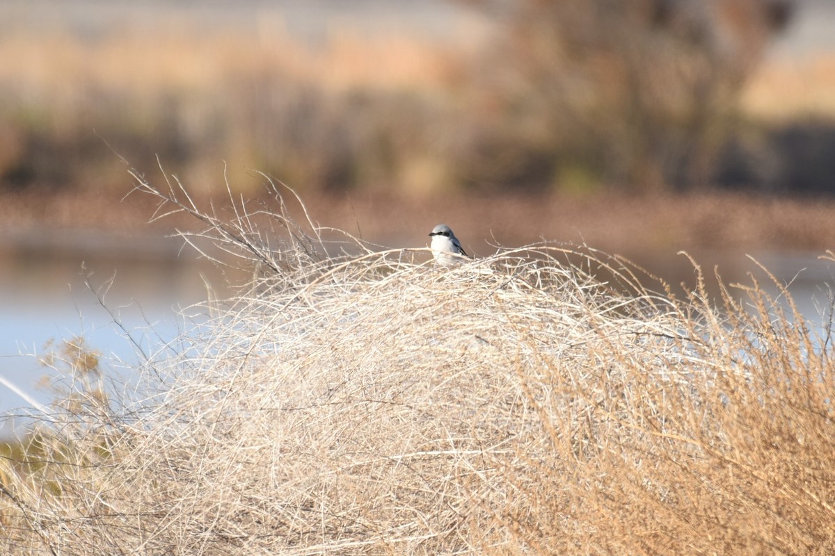 Loggerhead Shrike - ML506262271