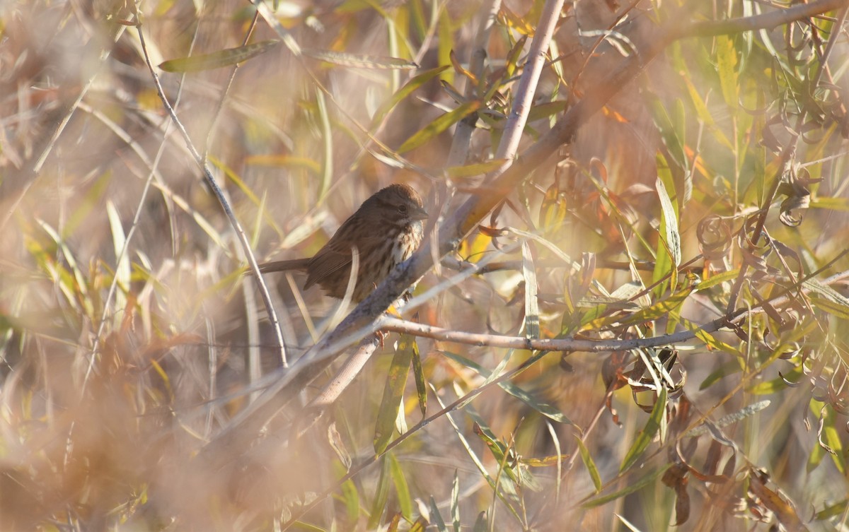 Song Sparrow - ML506262311