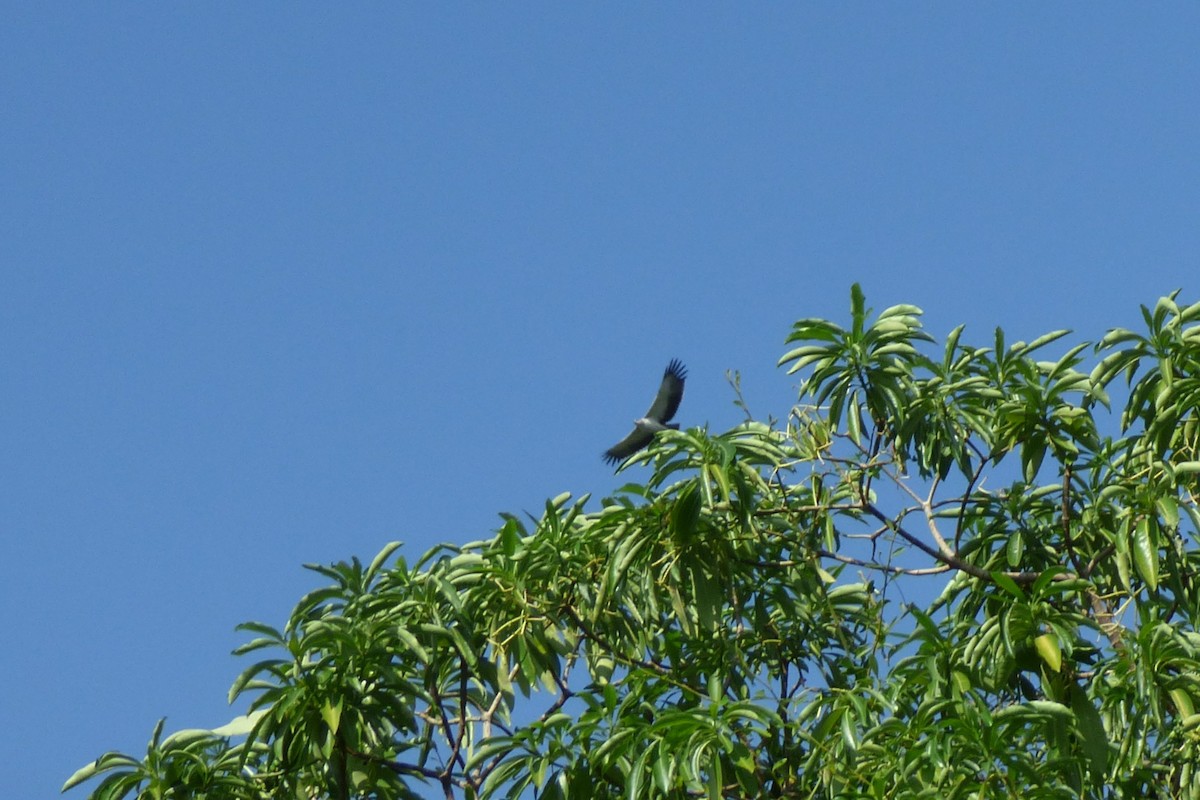 Martial Eagle - ML50626401