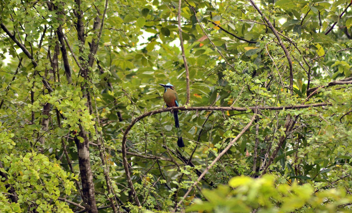 Turquoise-browed Motmot - ML506264531