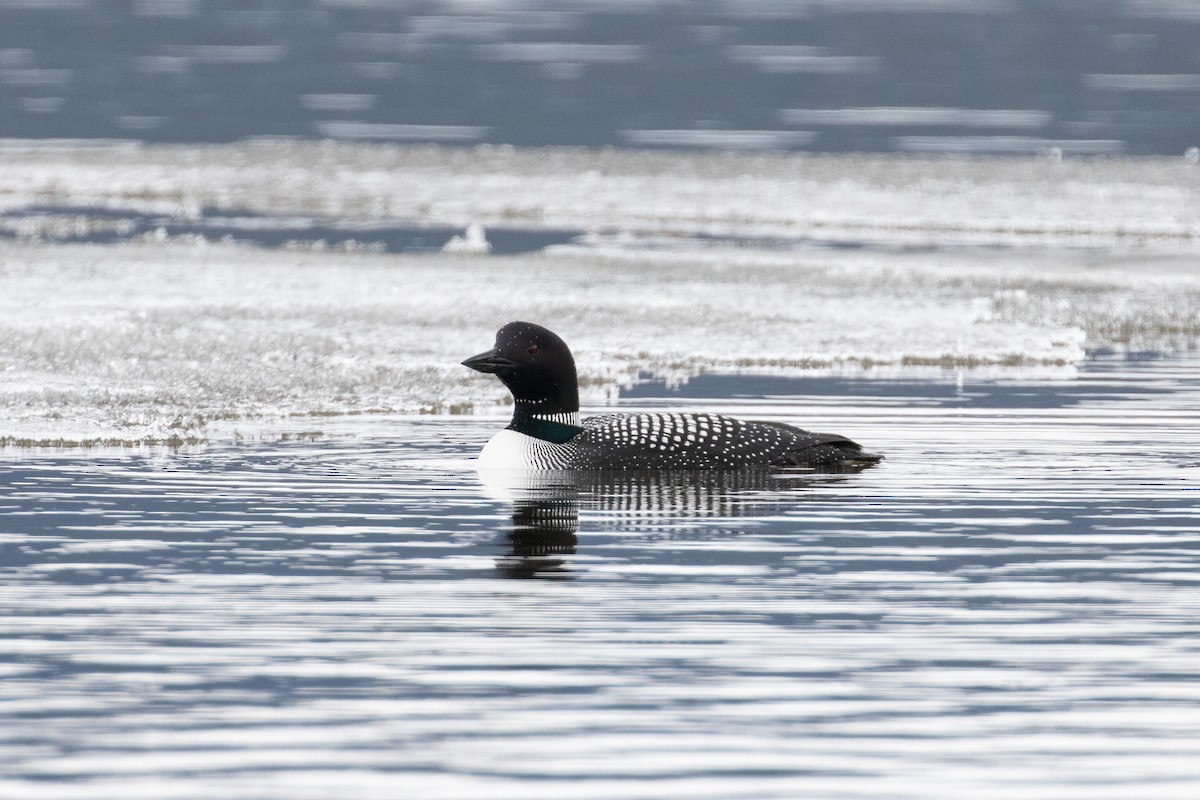 Common Loon - ML506265151