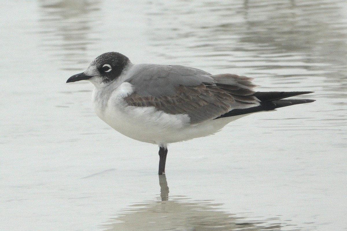 Franklin's Gull - ML506265531