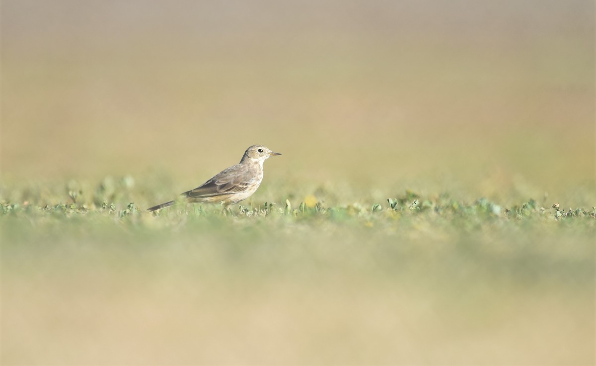 American Pipit - ML506265831