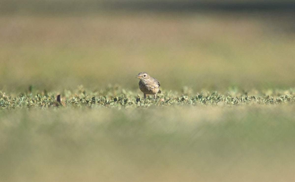 American Pipit - Sze On Ng (Aaron)