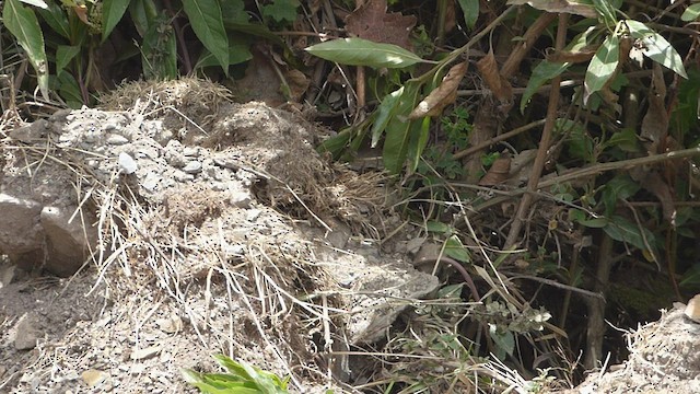 Ampay Tapaculo - ML506266521