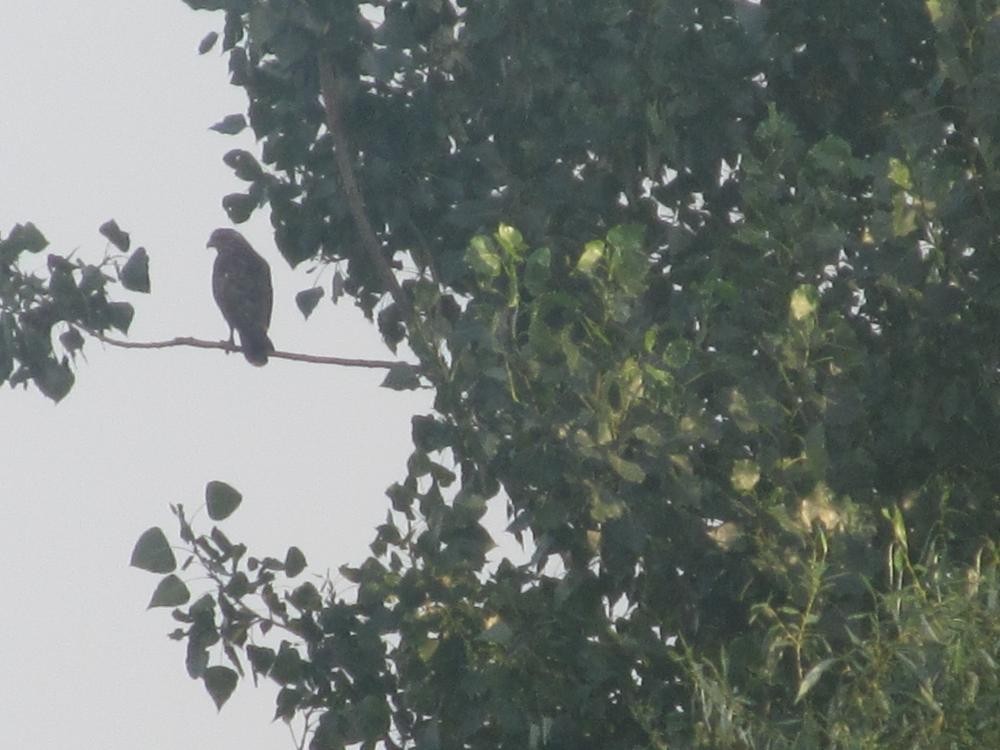 Common Buzzard - ML50626681