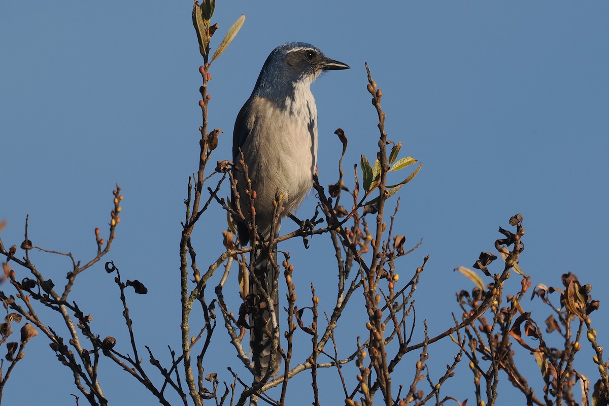 California Scrub-Jay - Donna Pomeroy