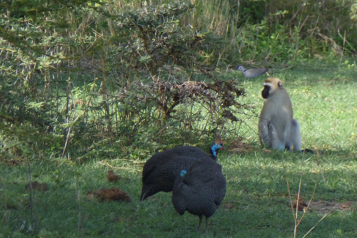 Helmeted Guineafowl - ML50626781