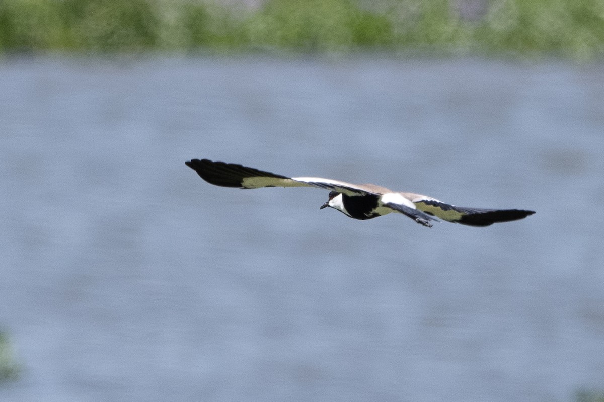 Spur-winged Lapwing - ML506268911