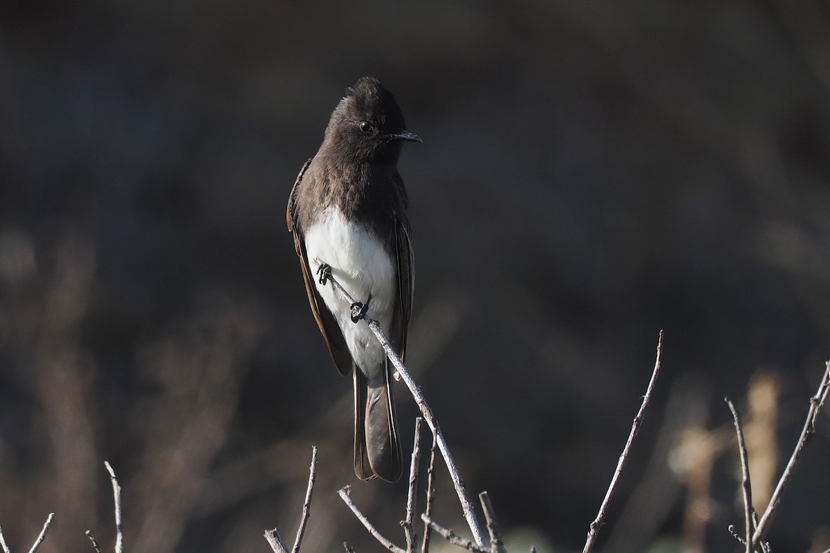 Black Phoebe - ML506269341