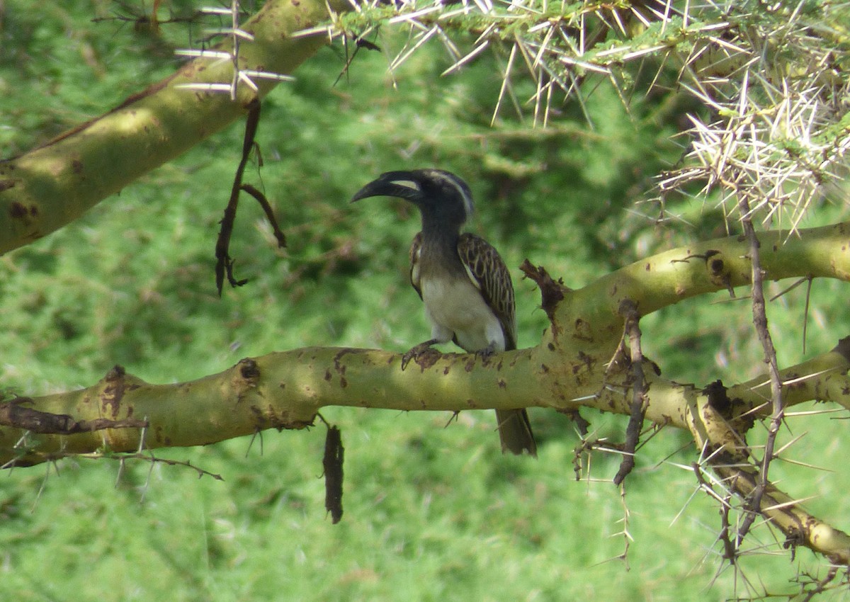 African Gray Hornbill - ML50627081