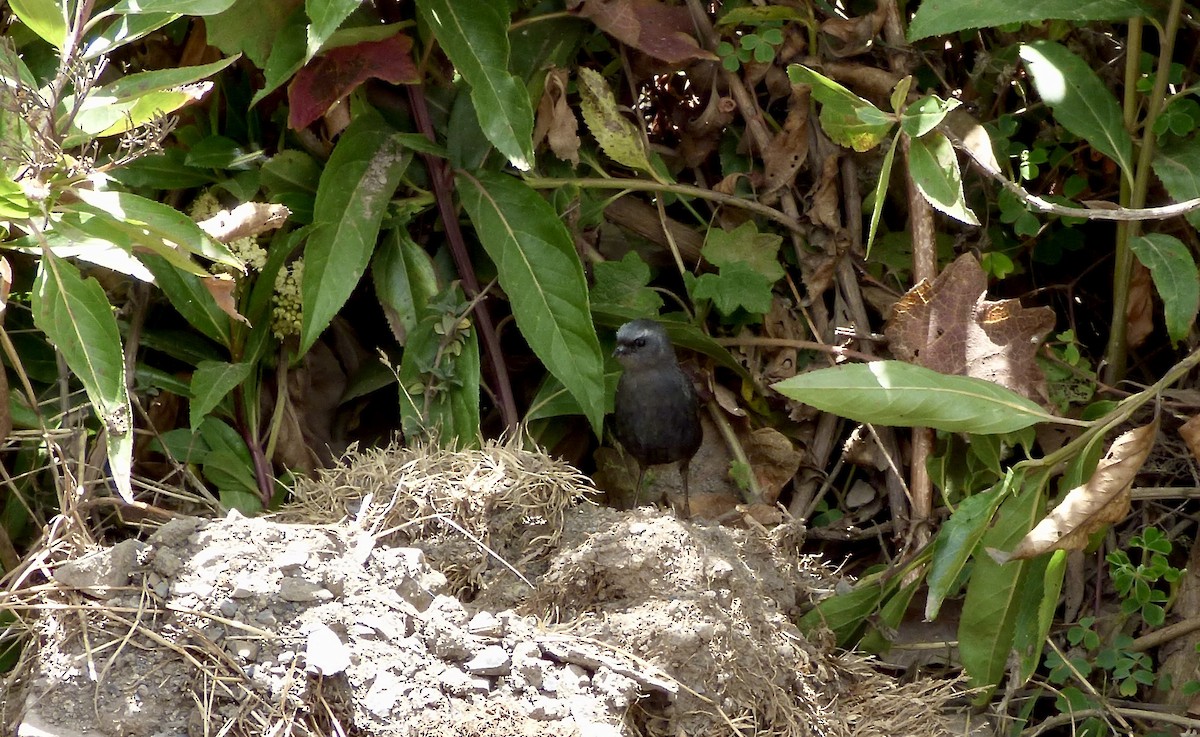 Ampay Tapaculo - ML506270911