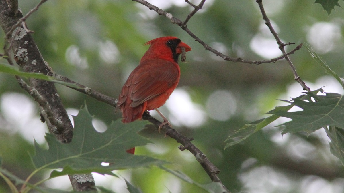 Cardinal rouge - ML50627151