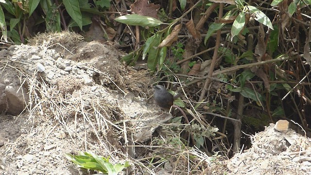 Ampay Tapaculo - ML506271581