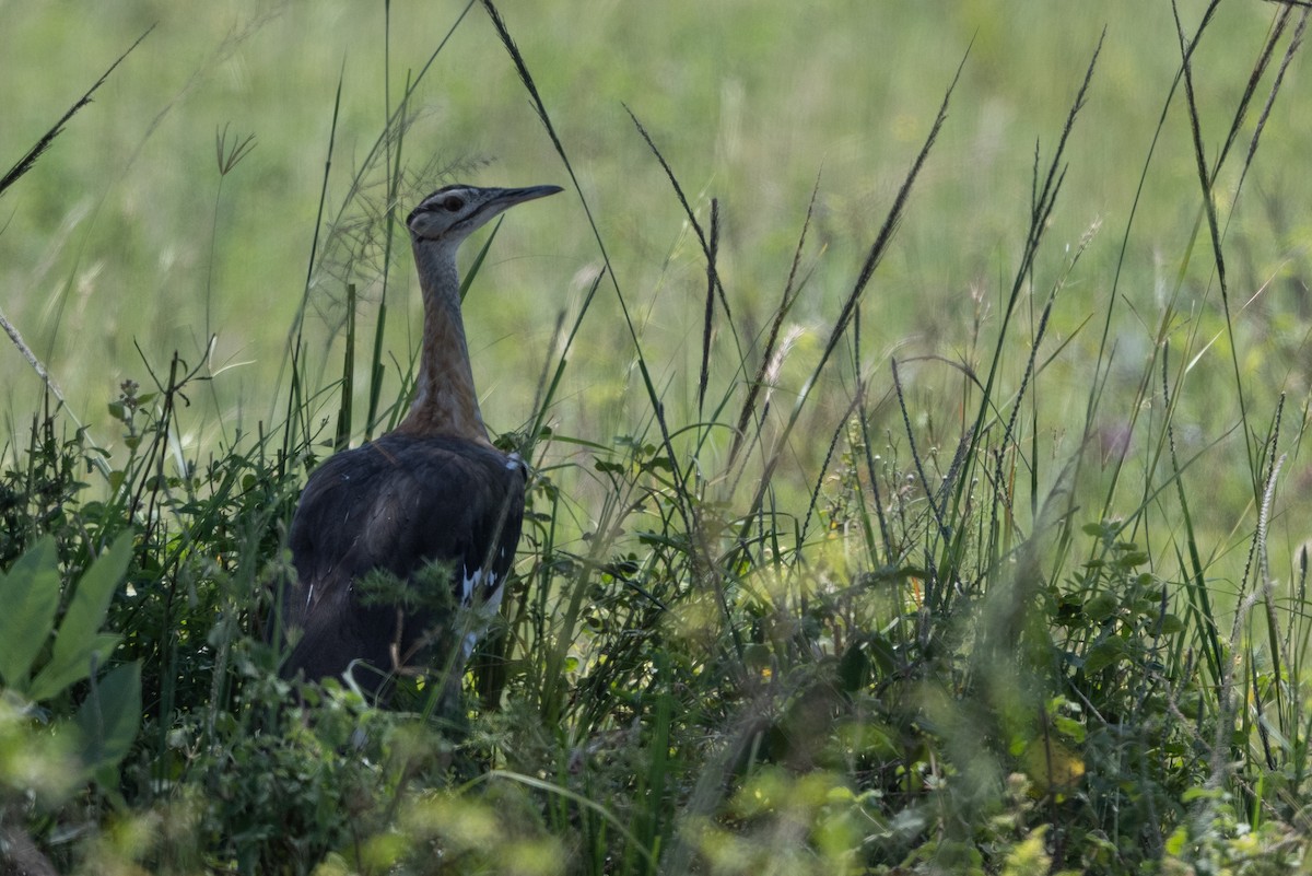 Denham's Bustard - ML506271891