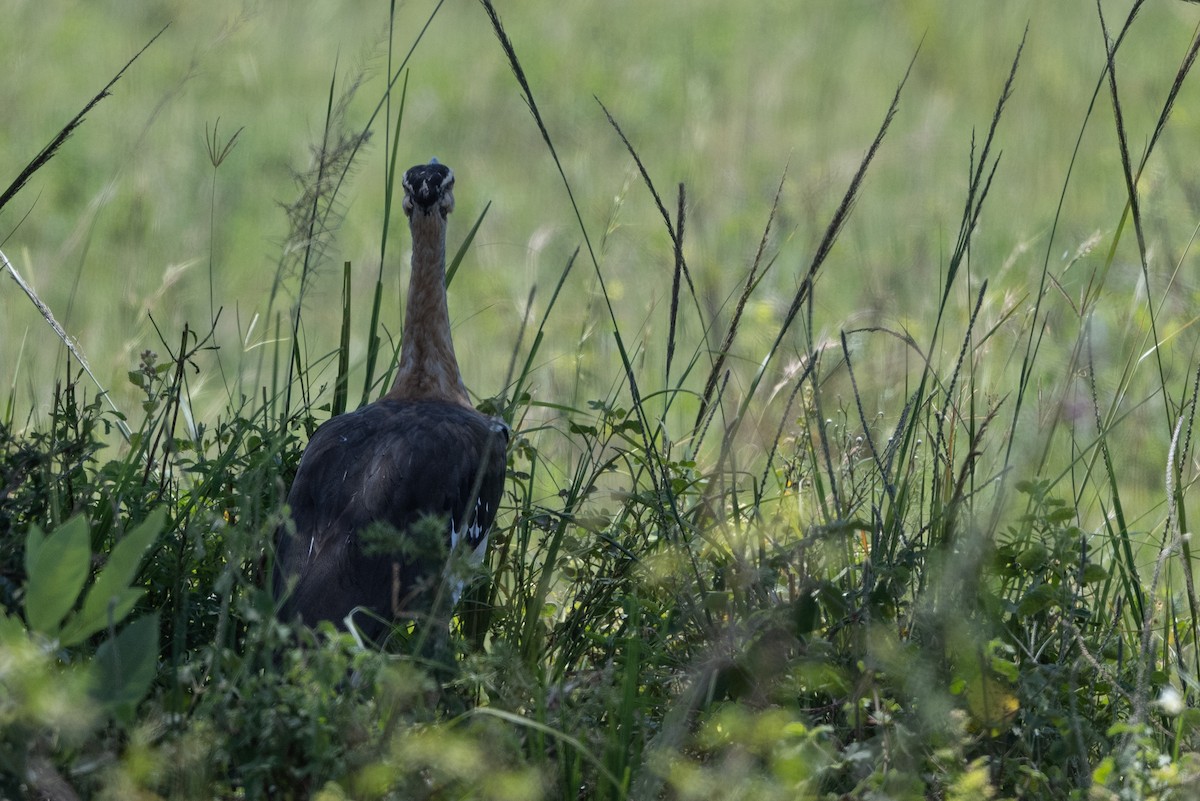 Denham's Bustard - ML506271901