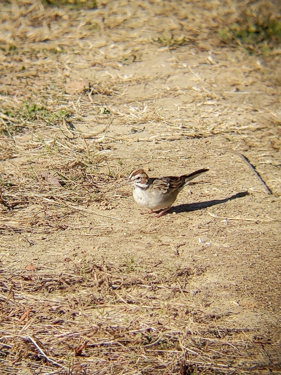 Lark Sparrow - ML506272881