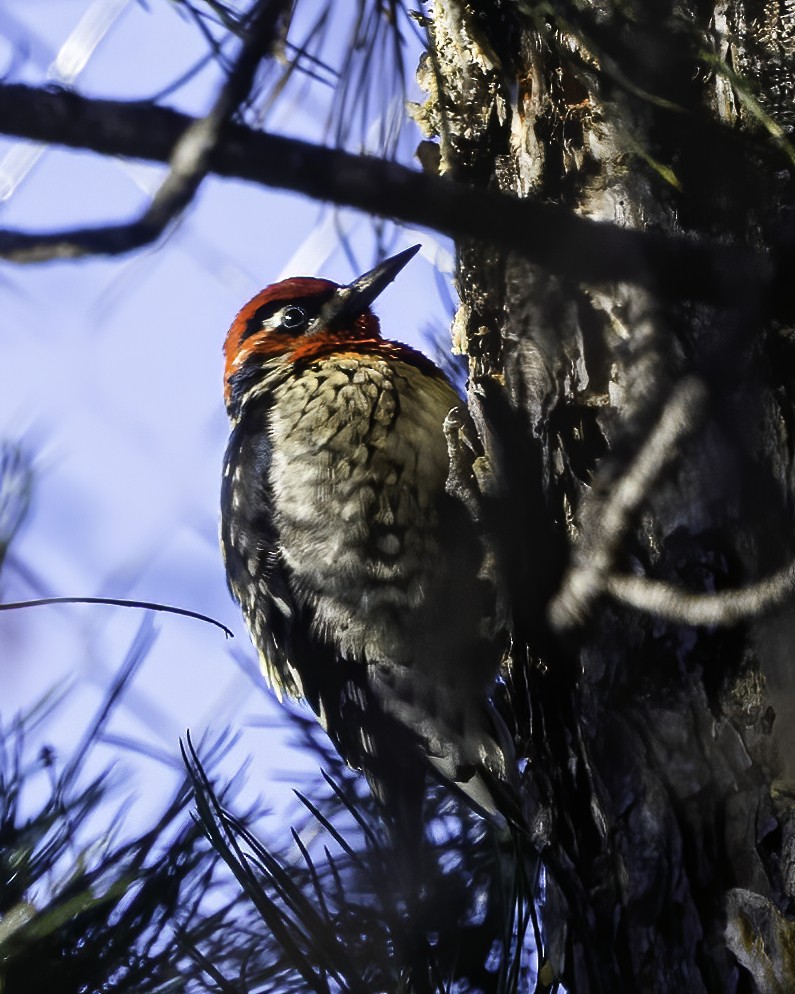 Red-naped Sapsucker - ML506273141