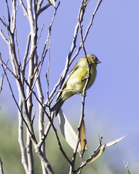 Lesser Goldfinch - ML506273401