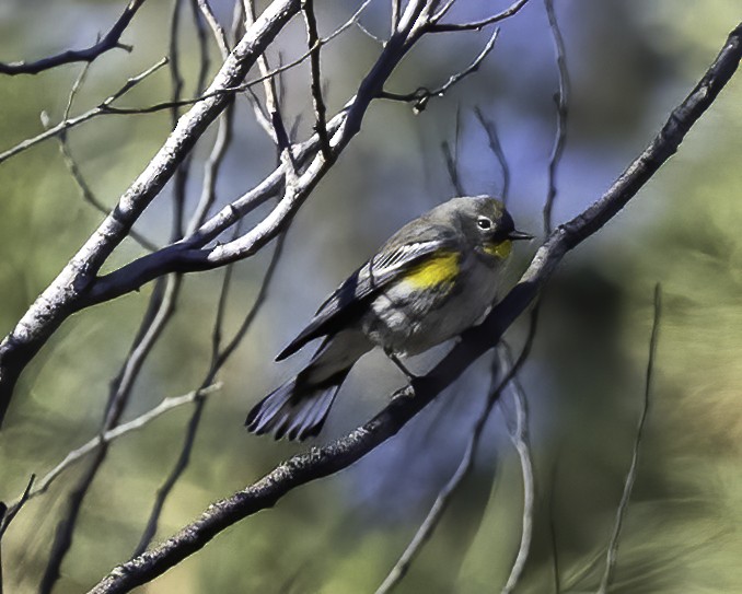 Yellow-rumped Warbler - ML506273421