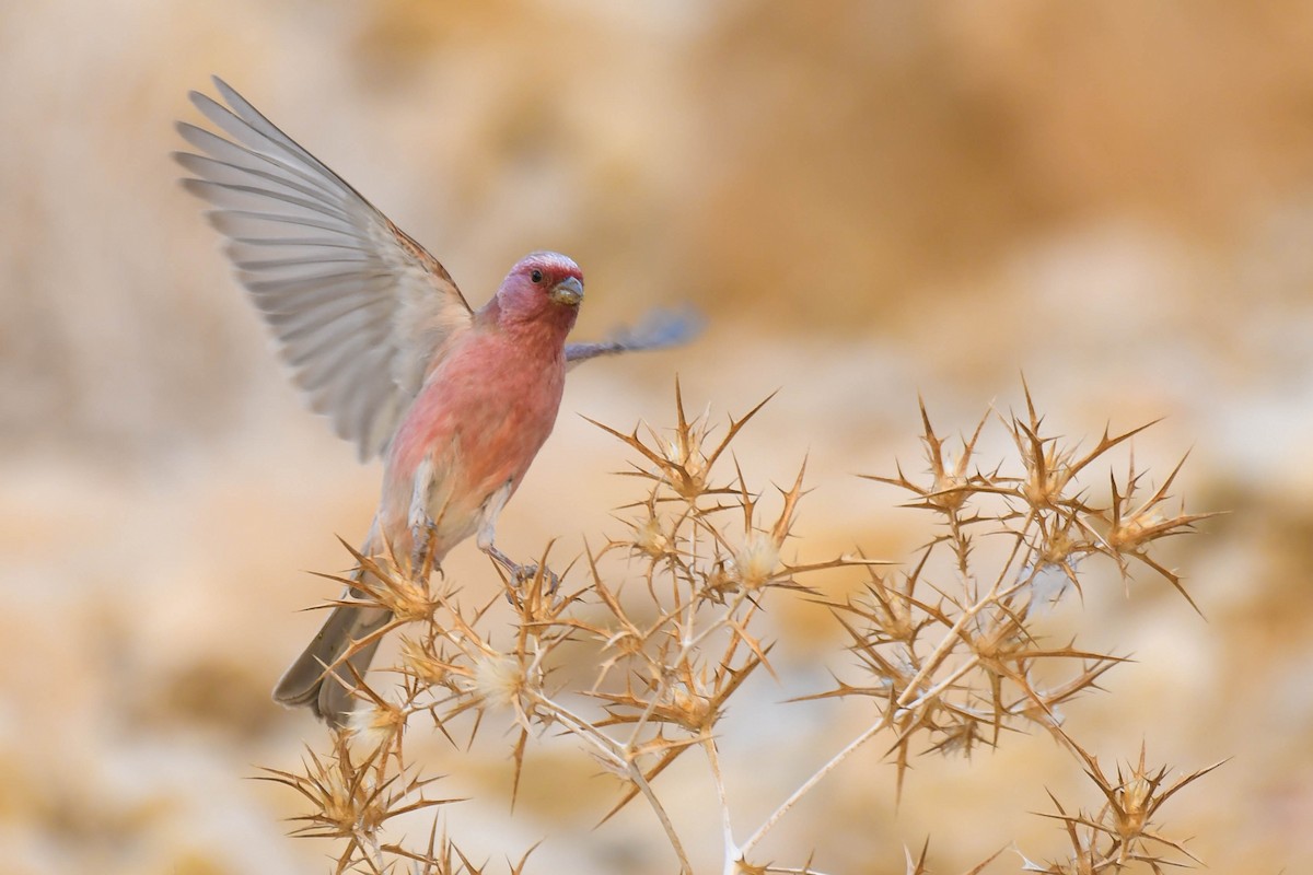 Sinai Rosefinch - Itamar Donitza