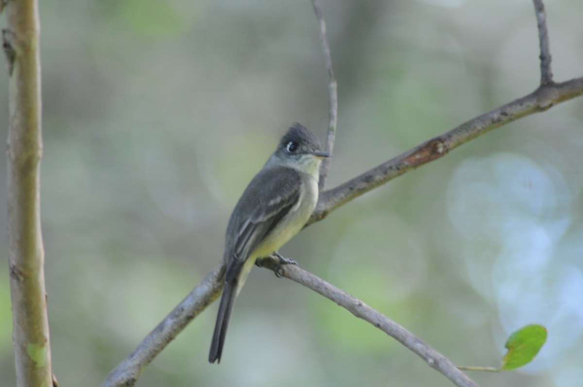 Cuban Pewee - ML506273991