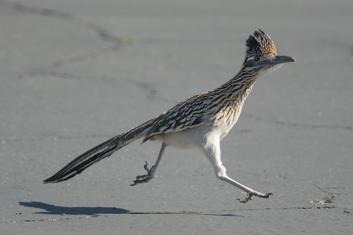 Greater Roadrunner - Nancy Christensen