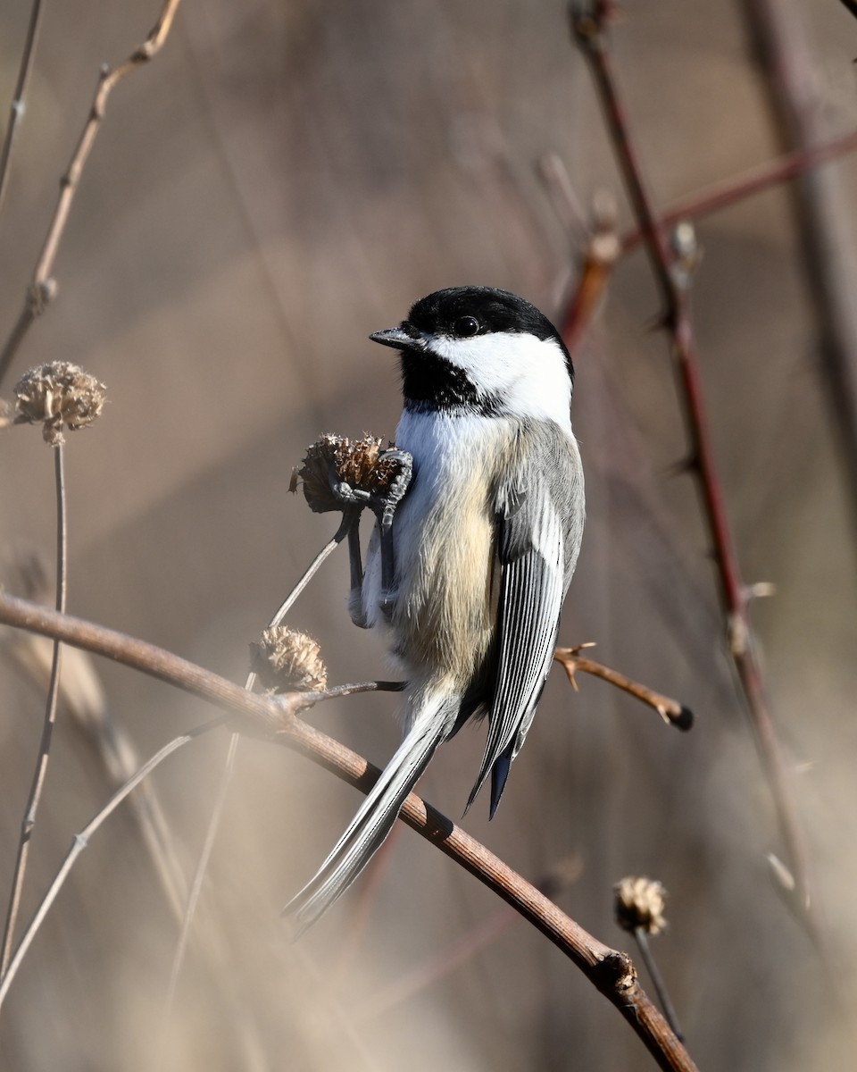 Black-capped Chickadee - ML506275341