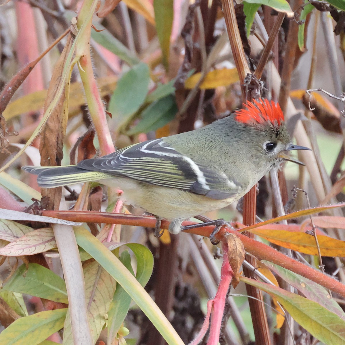 Ruby-crowned Kinglet - Gregory Luckert