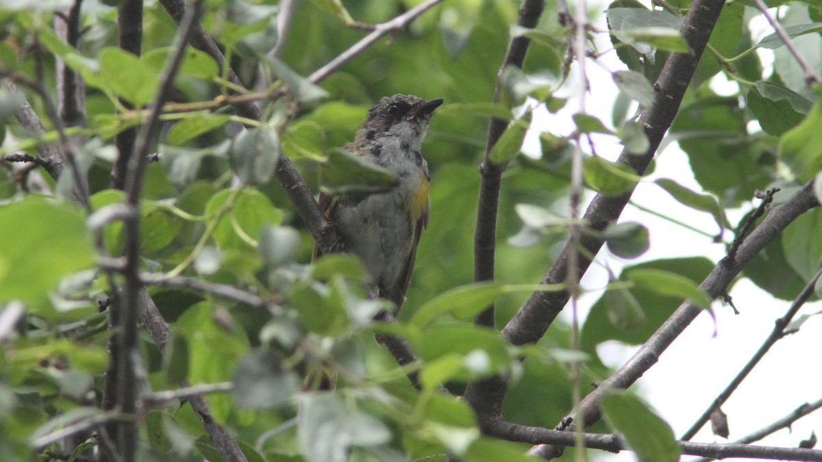 American Redstart - ML50627861