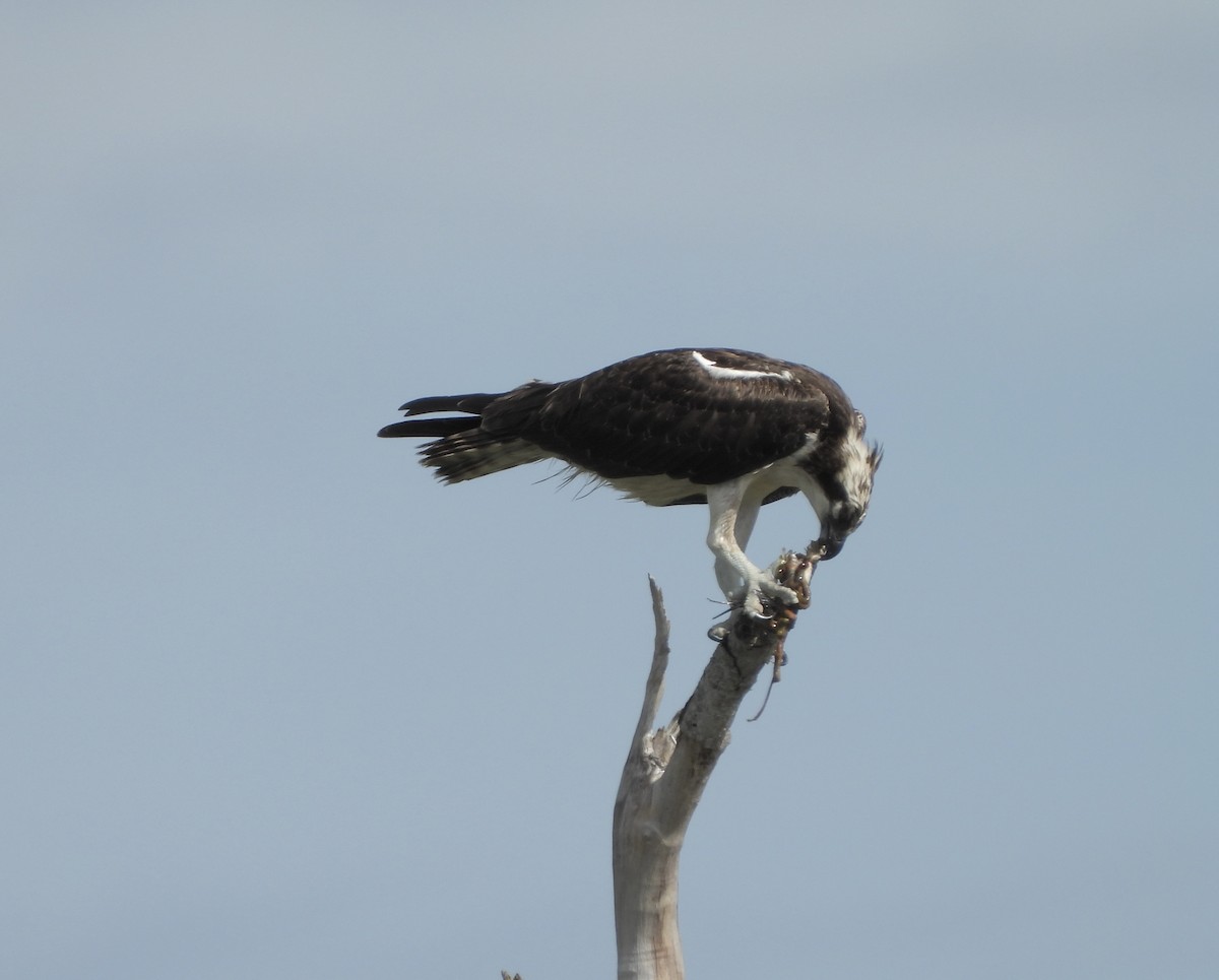 Osprey - Martha Cartwright