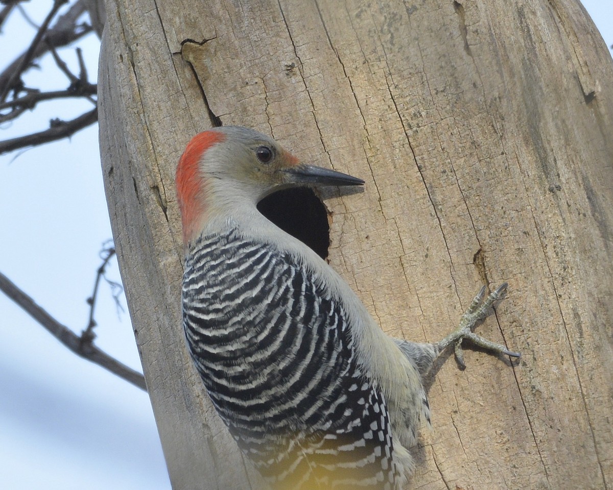 Red-bellied Woodpecker - ML506278661