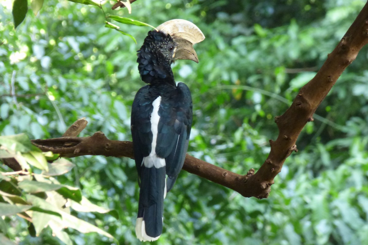 Silvery-cheeked Hornbill - ML50627901