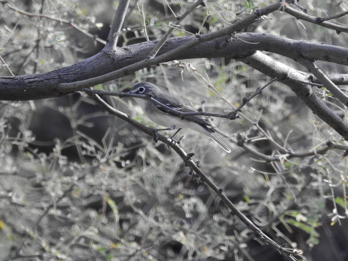 Plumbeous Vireo - Jeff and Allison Gross