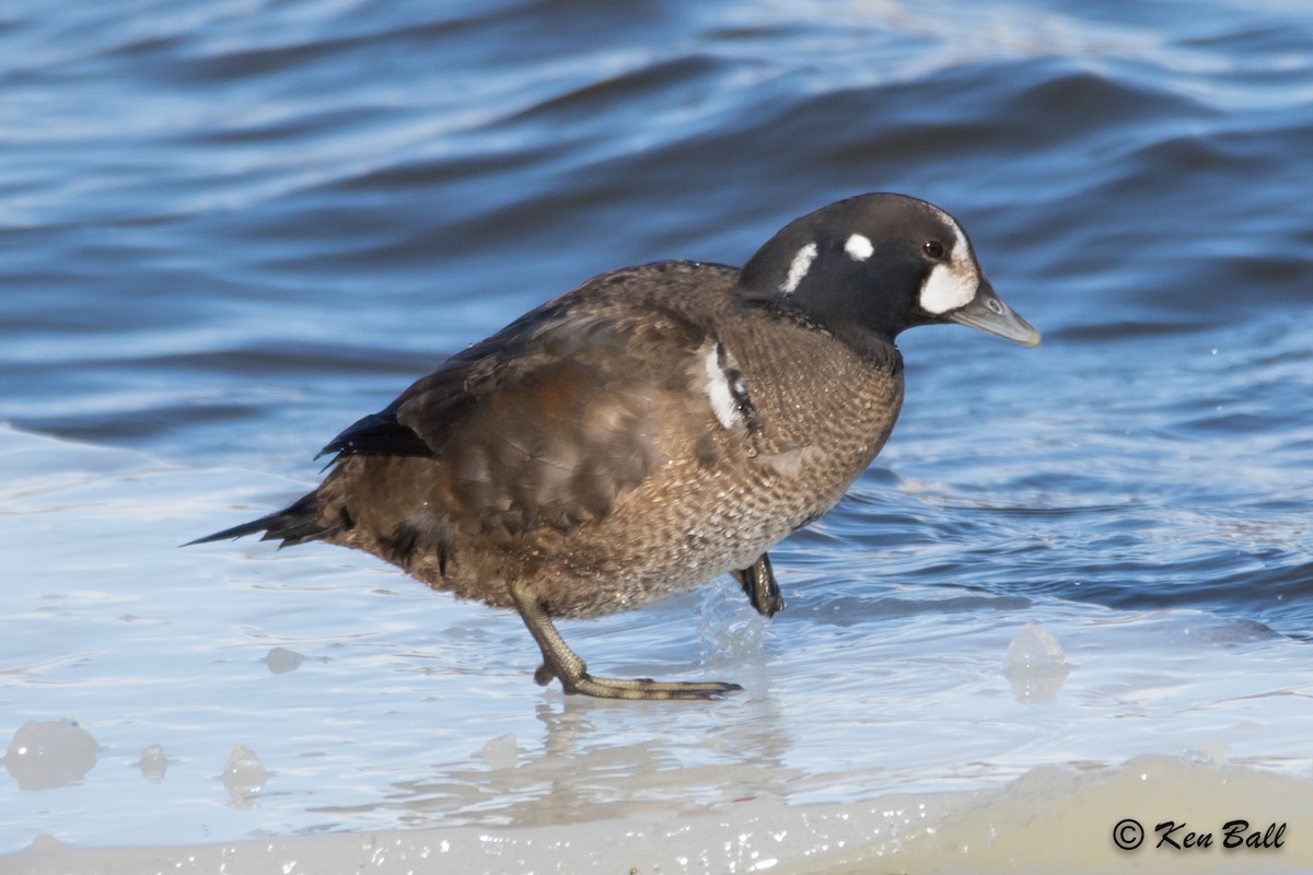 Harlequin Duck - Ken Ball