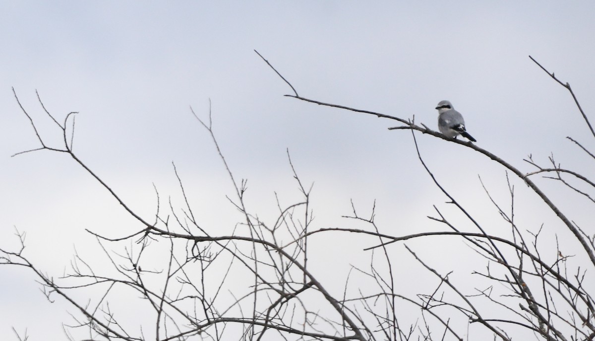 Northern Shrike - cliff utech