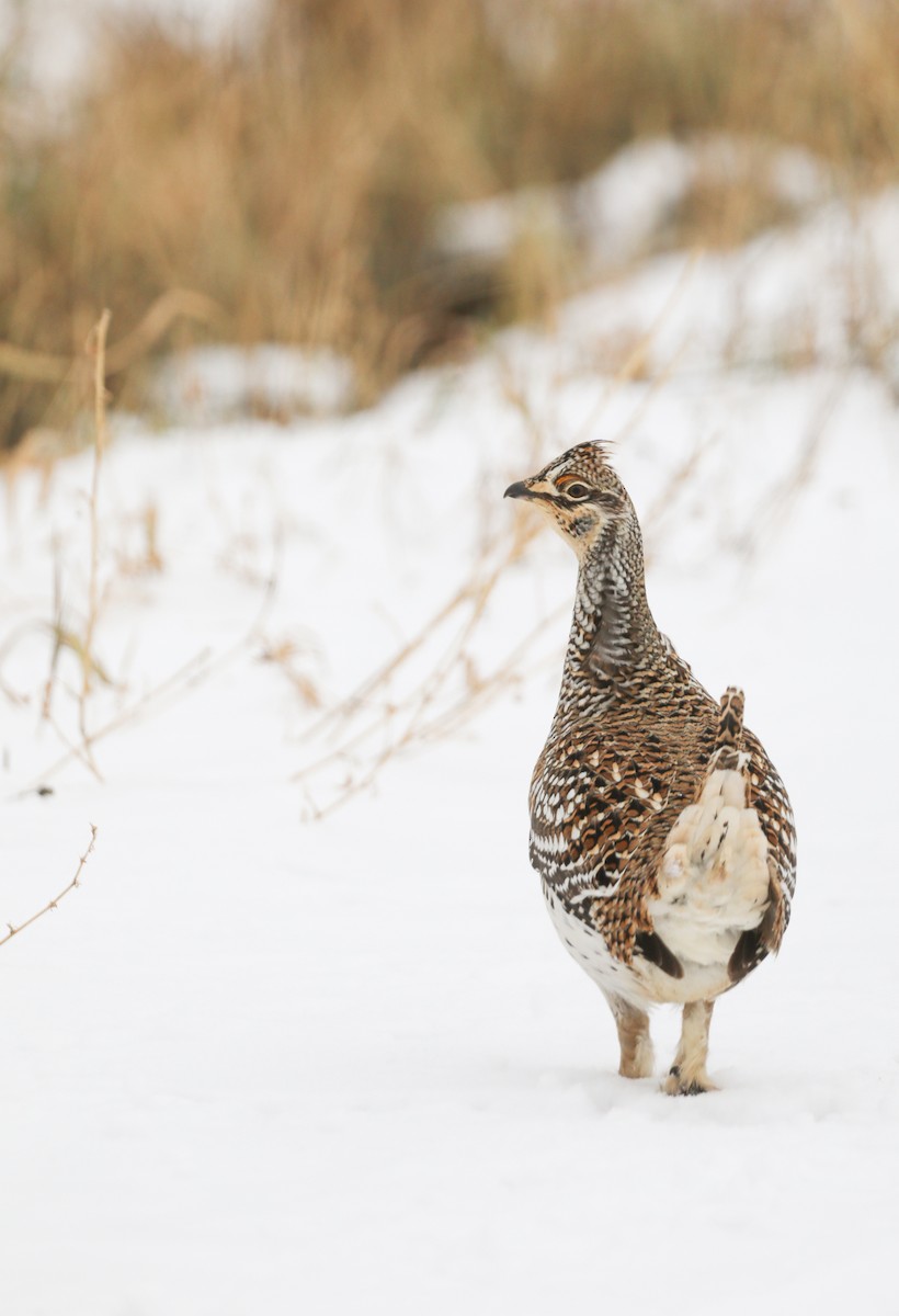 Sharp-tailed Grouse - ML506282451