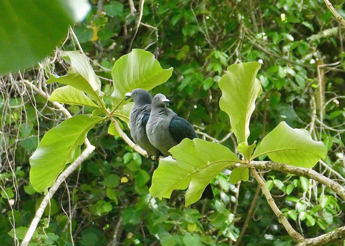 Marquesas Imperial-Pigeon - ML506283171
