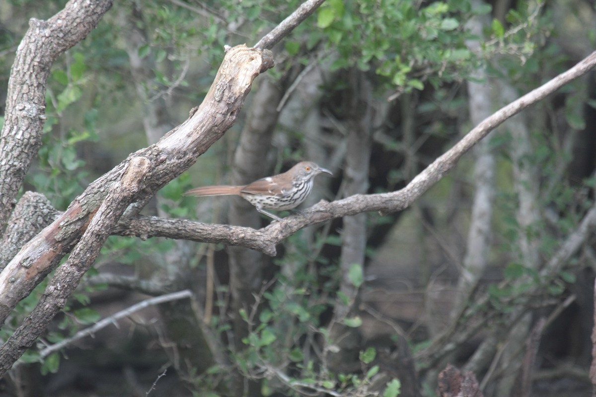 Long-billed Thrasher - Peter Kappes