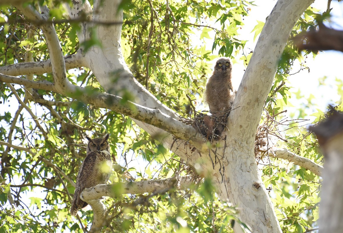 Great Horned Owl - ML506284501