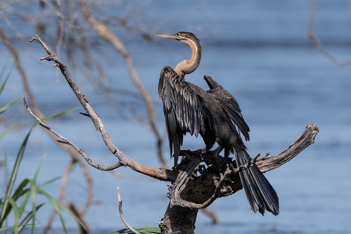 African Darter - Stephen Davies